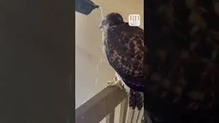 This hawk got some welcome relief after being attacked by crows! #goodsamaritans