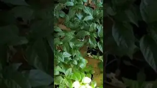 Рассада перцев болгарских🫑 