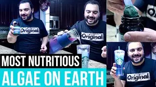 MY FAVORITE SUPPLEMENT I AFA Blue-Green Micro Algae