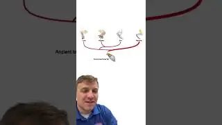 Homologous Structures