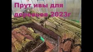 Прут ивы для плетения живых деревьев в ромб, в один, два ,и три прута. Хранение прута,
