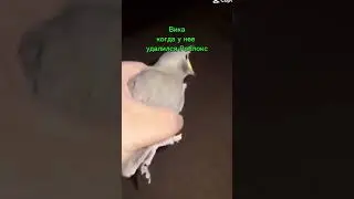 #meme #Recommendation #Bird #Funny