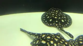 ダイヤモンドポルカ その5 - Galaxy Stingray
