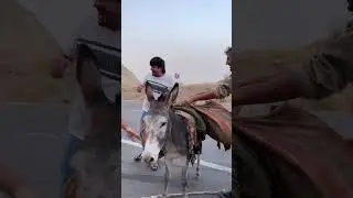 Голиб Шов Хрчини Хар 😂😂