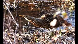 Encountering American Bittern by the Pitt River || 4K Video