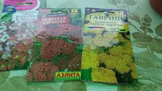 Сажаю многолетники семенами в июне-июле.