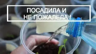 ОБАЛДЕННЫЙ РЕЗУЛЬТАТ ВЫРАЩИВАНИЯ РАССАДЫ ТОМАТОВ / ПОСАДКА ПО ДВА В ЛУНКУ