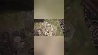 сколько может быть денег в этой копилки!!!