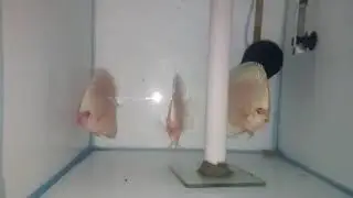 High body high fines powder blue diamond discus fish