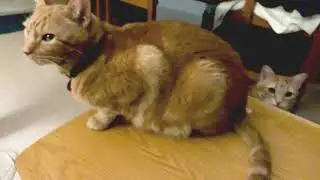 Tails of the Valley - Mowgli & Edgar 20191231