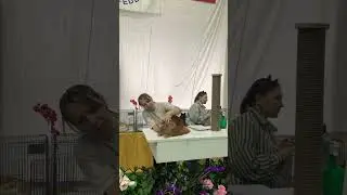 Forest show 10.03.24 Выставка  Екатеринбург. Мейнкун Хомыч Coonvill’s O’Sole Mio эксперт Е.Игнатова