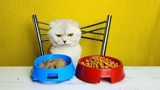 АСМР КОТ КУШАЕТ 😻(ЗВУКИ ЕДЫ)SMR CAT EATS (FOOD SOUNDS)