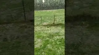 Hagel Schwerpunkt war in Dortmund Sölde mit Hagel Größe 0,75 cm am 01.10.2022 @wetterkachelmann ⛈️