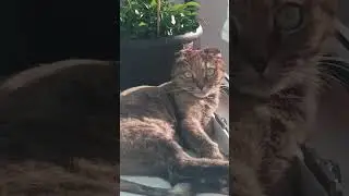 Миндалька