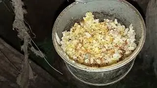 Квочка на нервах ждёт цыплят, кушает плохо 28 мая 2023 г.