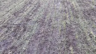 Озима пшениця по сидеральному пару