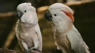 Burung kakatua, si burung yang cantik @Hewannusantara #hewannusantara