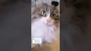 Животные убиваюшие ради удовольствия. #котовасенька
