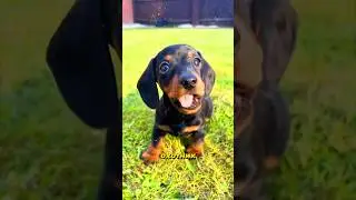 Собака, которая выглядит как сосиска, но ведёт себя как охотник на драконов 🌭🐉 