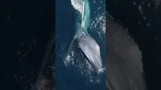 The greatest hunter of them all! #blue #whale