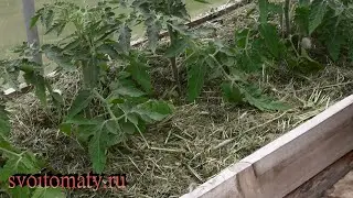 Плюсы «горячей мульчи»