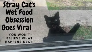 Stray Cats Hilarious Reaction After try Wet Food First Time