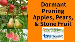 Dormant Pruning  Fruit Trees