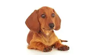 puppies-and-kittens.com