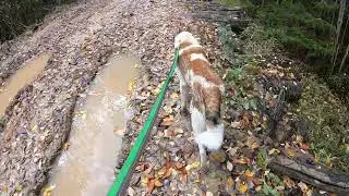 ОХОТА С ЖИГАНОМ.  РАЗГОВОР О ВЯЗКОСТИ СОБАК