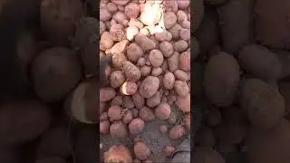 Урожай 2023 года