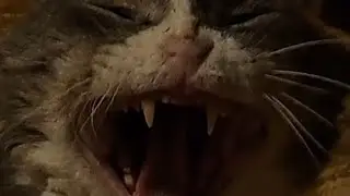 Бывший бездомный кот Стёпа пришёл в гости к бабушке. #приютилкота #котнадиване #котдома #котик #кот