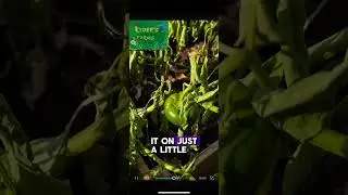 SEASON PLANS REVEAL #gardening #growfood #shortsfeed #shortsviral #growth #smallfarm #growingseason