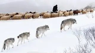 KURTLAR !! HD BELGESEL
