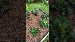 Клубника с Вб, через месяц🍓#хобби #garden #клубника #клубникасвб