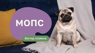 Мопс - все о породе, плюсы и минусы — шоу «Ожидание/реальность»
