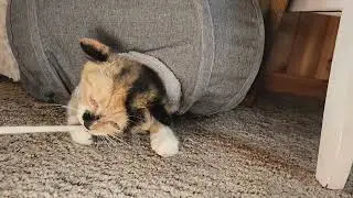 Cali protects her cave from a snake.