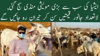 Biggest Cow Mandi in Karachi 2023 | Mavish Mandi Northern Bypass