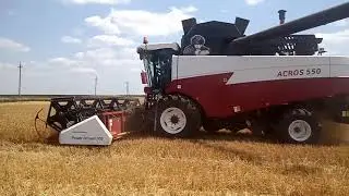 уборочная озимой пшеницы в одном видео 2021 .результаты опытов по удобрениям