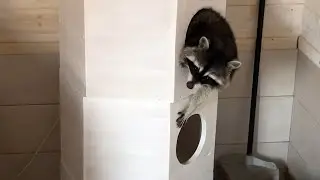 ESCAPE OF THE RACCOON GORUSHKA FROM HAMMOCK TO THE NEW HONEYCOMB