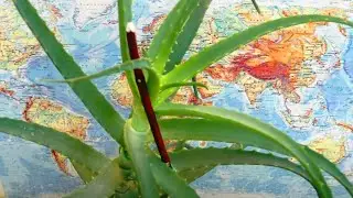 🌵 Aloe with 💥 PNEUMONIA, BRONCHITIS and TUBERCULOSIS. Treatment and recovery. 📜 Recipe Evdokimenko.