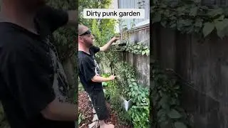 Further training my apple tree