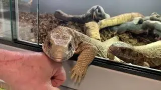 les bons gestes pour aborder votre varan des savanes (Varanus exanthematicus)