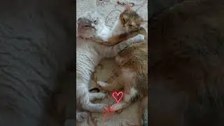 как всетаки хорошо