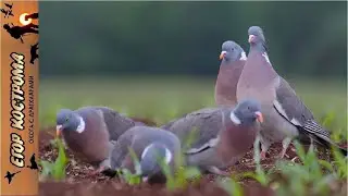 Wood pigeon hunting in August: heat and results