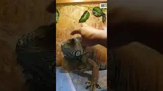 Игуана (iguana)