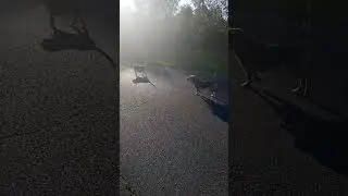 psy w mariampolu
