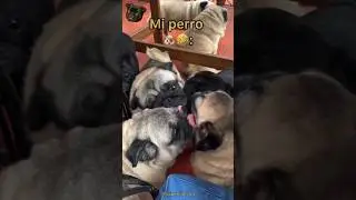 Firulais Making Friends 🐶 | Unexpected Ending 🤣🙊
