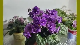 Какие фиалки сейчас цветут +30