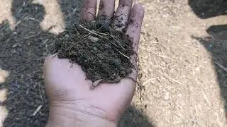 cara membuat pupuk fermentasi kotoran kambing