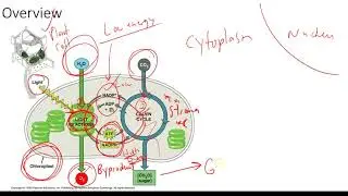 Photosynthesis introduction (Light and photosystems)
